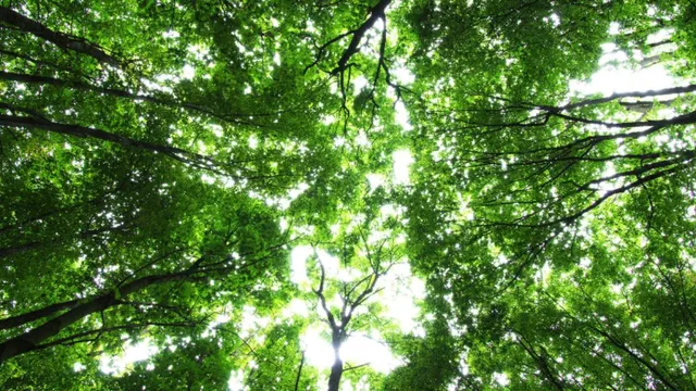 delhi-govt-sets-up-committee-over-illegal-removal-of-1100-trees-in-satbari